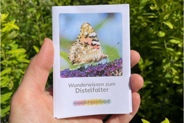 Faltbüchlein: "Wunderwissen zum Distelfalter" (Download) wunderwissen_distelfalter_titel_neu