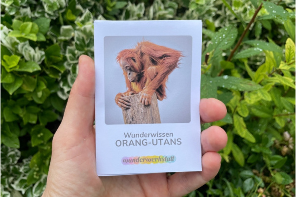 wunderwissen_orangutan_titel