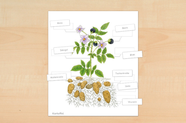 anatomie_kartoffel_download_1