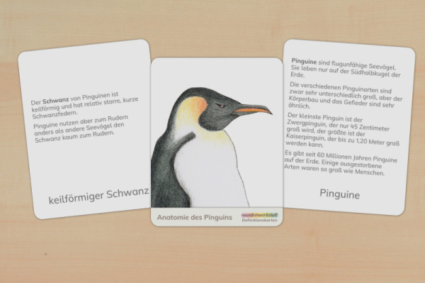 definition_pinguine_download_1