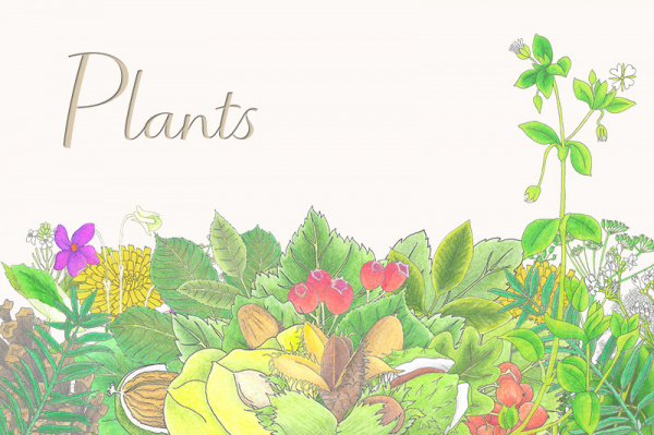 p-plants