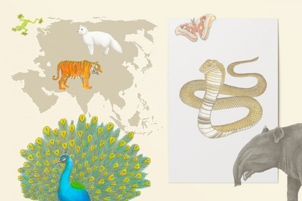 Tiere Asiens Set (20 Zeichnungen)