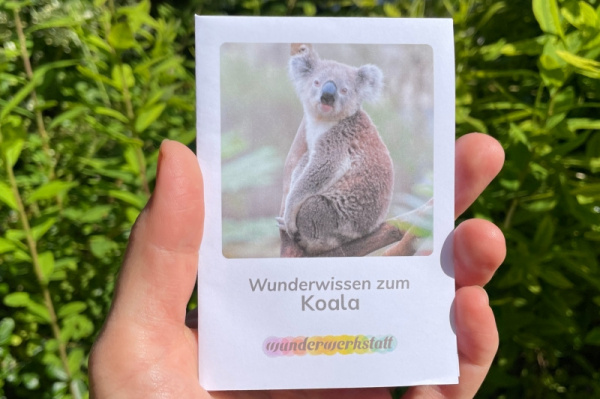 wunderwissen_koala_titel