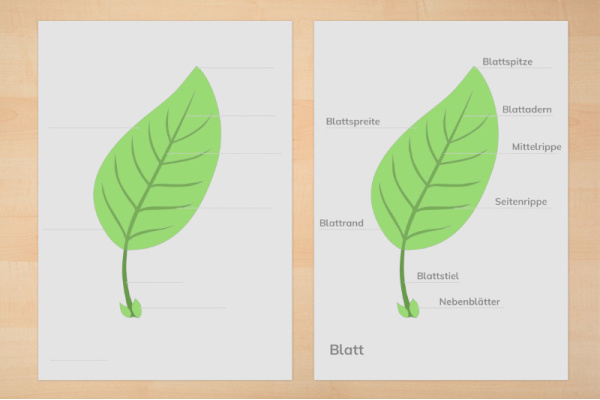 Anatomie Blatt und Kontrollkarten für das botanische Puzzle nach Montessori (Download) anatomie_blatt_1