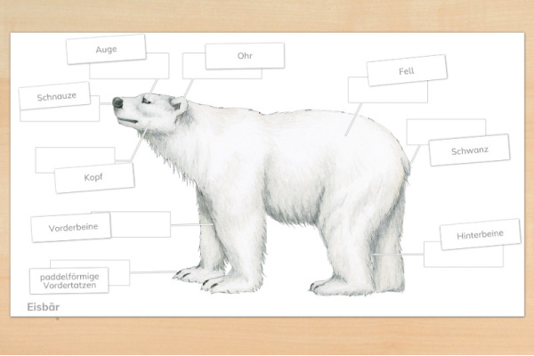 Anatomie Eisbär anatomie_eisbaer_download_1