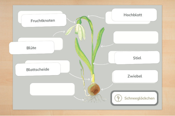 Frühblüher Anatomie inklusive Überwinterungsorgane Frühblüher Anatomie inklusive Überwinterungsorgane
