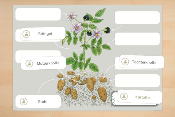 Anatomie Kartoffelpflanze anatomie_kartoffel_print_2