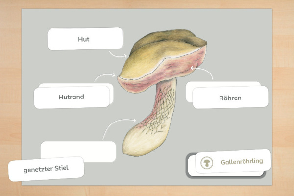 Pilz-Anatomie (Lamellen- und Röhrenpilz) Pilz-Anatomie (Lamellen- und Röhrenpilz)
