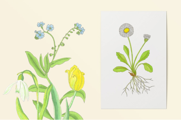 Frühblüher-Zeichnungen einzeln fruehblueher_kunstdrucke