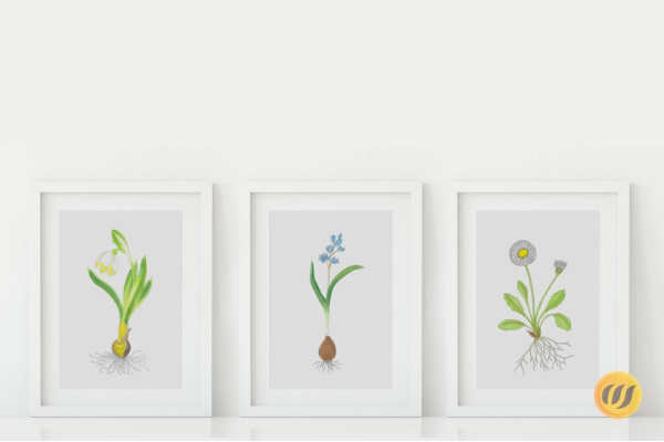 Frühblüher Set (16 Zeichnungen) fruehblueher_set