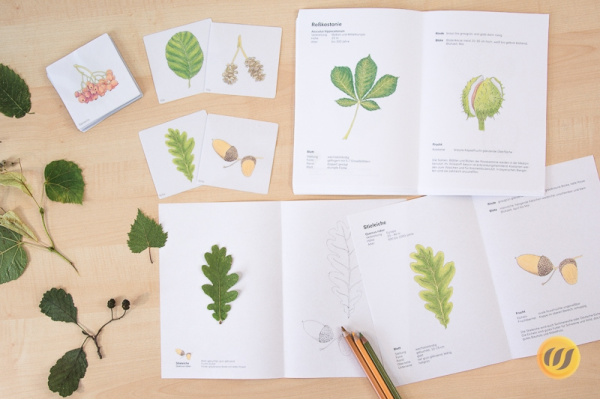 Großes Herbarium - heimische Laubgehölze (Download) grossesherbarium