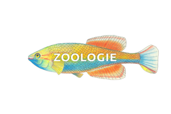kosmisch_zoologie_1700489011