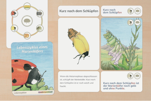 Der Lebenszyklus des Siebenpunkt-Marienkäfers lebenszyklus_marienkaefer_druck_1