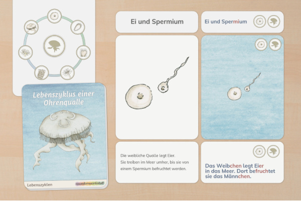 Legematerial: Lebenszyklus der Ohrenqualle lebenszyklus_qualle_druck_1