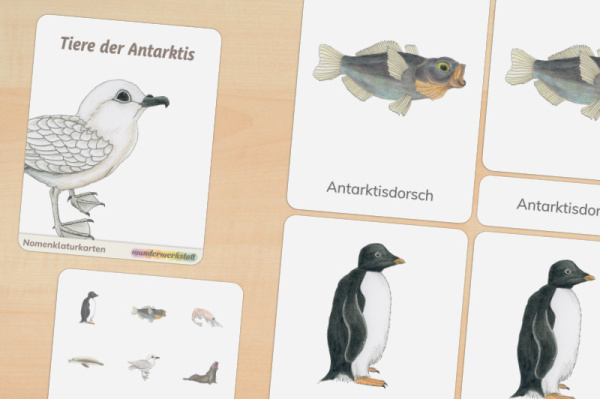 8 Nomenklaturkarten Tiere der Antarktis 8 Nomenklaturkarten Tiere der Antarktis