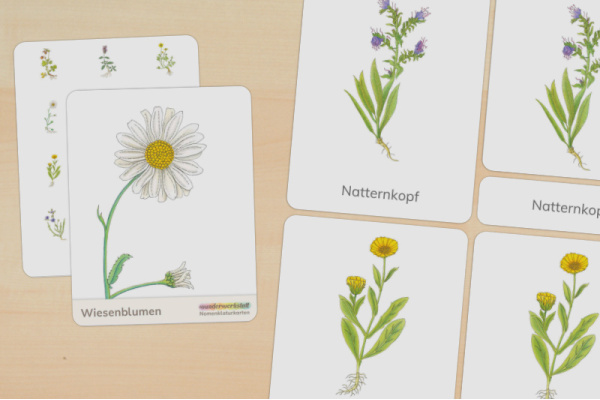 14 Nomenklaturkarten Wiesenblumen nomen_wiesenblumen_titel_1