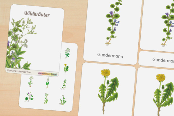 12 Nomenklaturkarten Wildkräuter 12 Nomenklaturkarten Wildkräuter