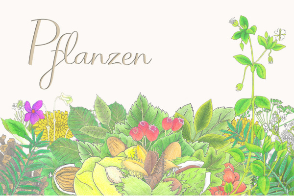 p-pflanzen