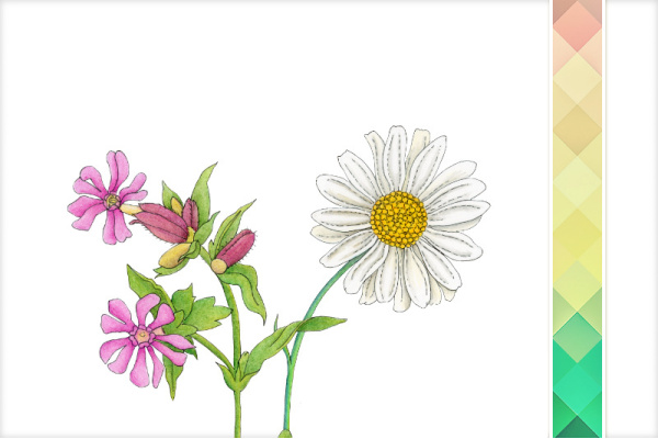 Download-Paket: Wiesenblumen paket_wiesenblumen