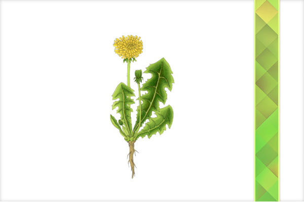 Download-Paket: Wildkräuter paket_wildkraeuter