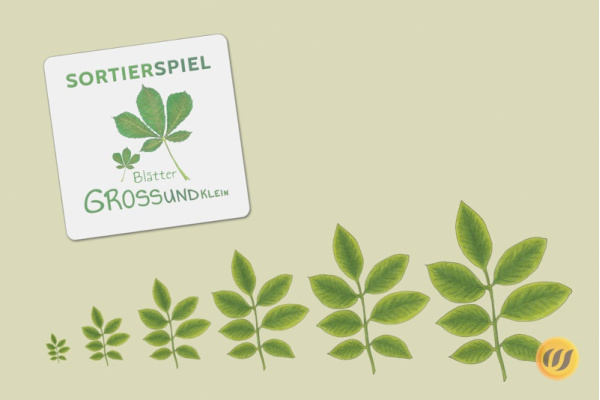 Größensortierung - Bäume und Sträucher Größensortierung - Bäume und Sträucher