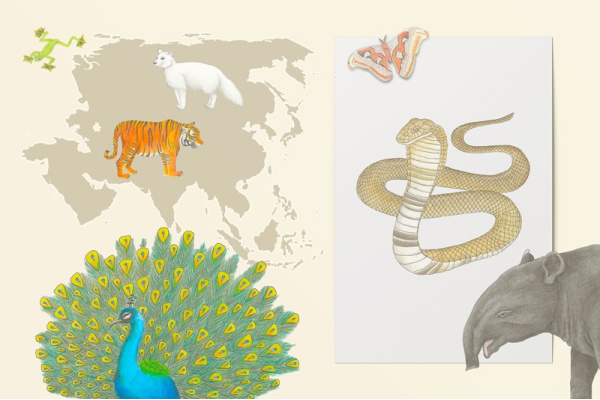 Tiere Asiens Set (20 Zeichnungen) Tiere Asiens Set (20 Zeichnungen)