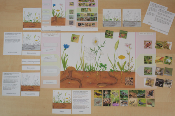 Die Stockwerke und Bewohner der Wiese wiese_stockwerke_bewohner