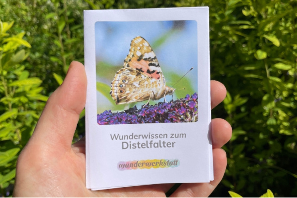 Faltbüchlein: "Wunderwissen zum Distelfalter" (Download) wunderwissen_distelfalter_titel_neu