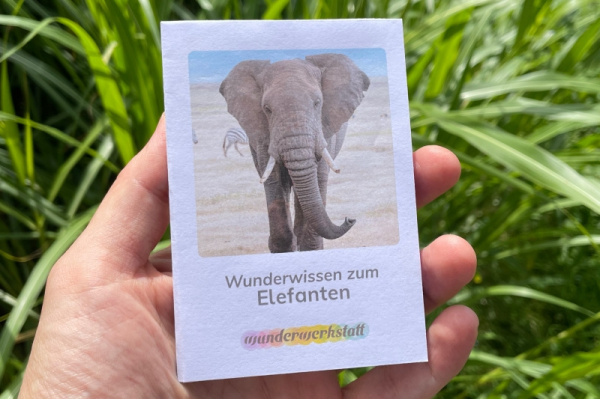 Faltbüchlein: "Wunderwissen zum Elefanten" (Download) wunderwissen_elefant_titel