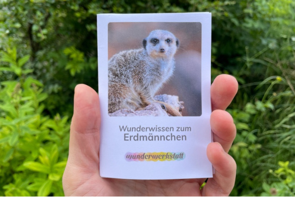 Faltbüchlein: "Wunderwissen zum Erdmännchen" (Download) wunderwissen_faltbuechlein_erdmaennchen
