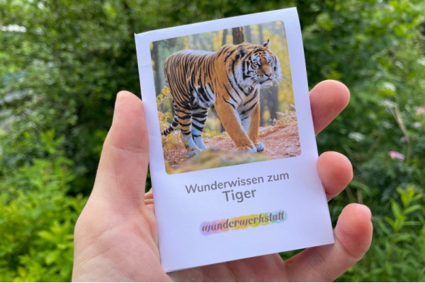 Faltbüchlein: "Wunderwissen zum Tiger" (Download) wunderwissen_faltbuechlein_tiger