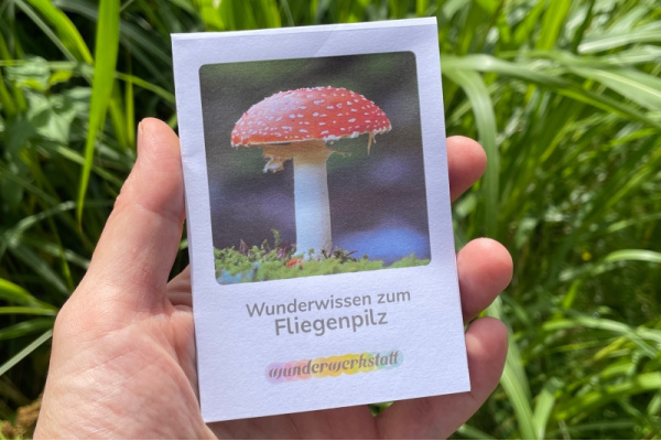 Faltbüchlein: "Wunderwissen zum Fliegenpilz" (Download) wunderwissen_fliegenpilze_titel