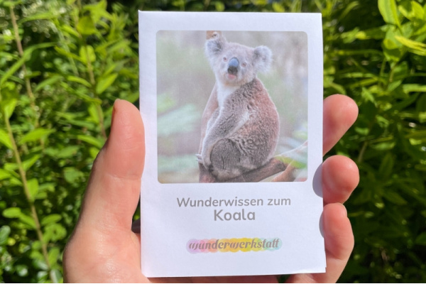 wunderwissen_koala_titel