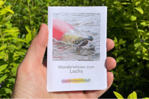 Faltbüchlein: "Wunderwissen zum Lachs" (Download) wunderwissen_lachs_titel_neu
