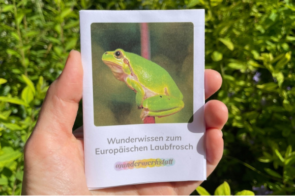Faltbüchlein: "Wunderwissen zum Europäischen Laubfrosch" (Download) wunderwissen_laubfrosch_titel_neu