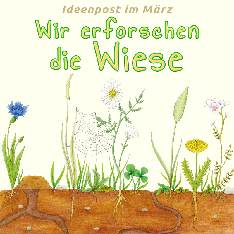 Wir erforschen die Wiese