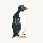 Adeliepinguin