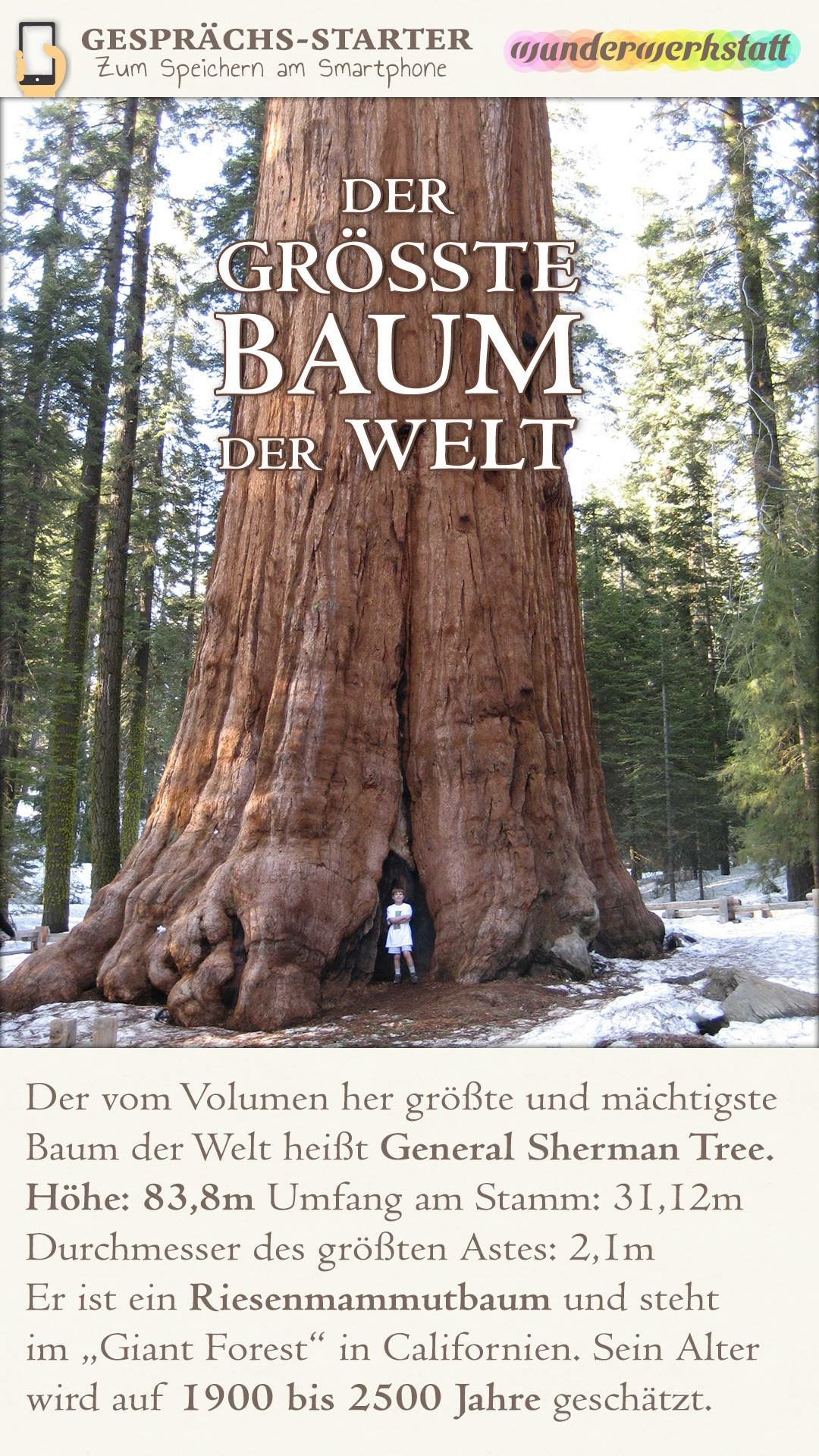 Der größte Baum der Welt