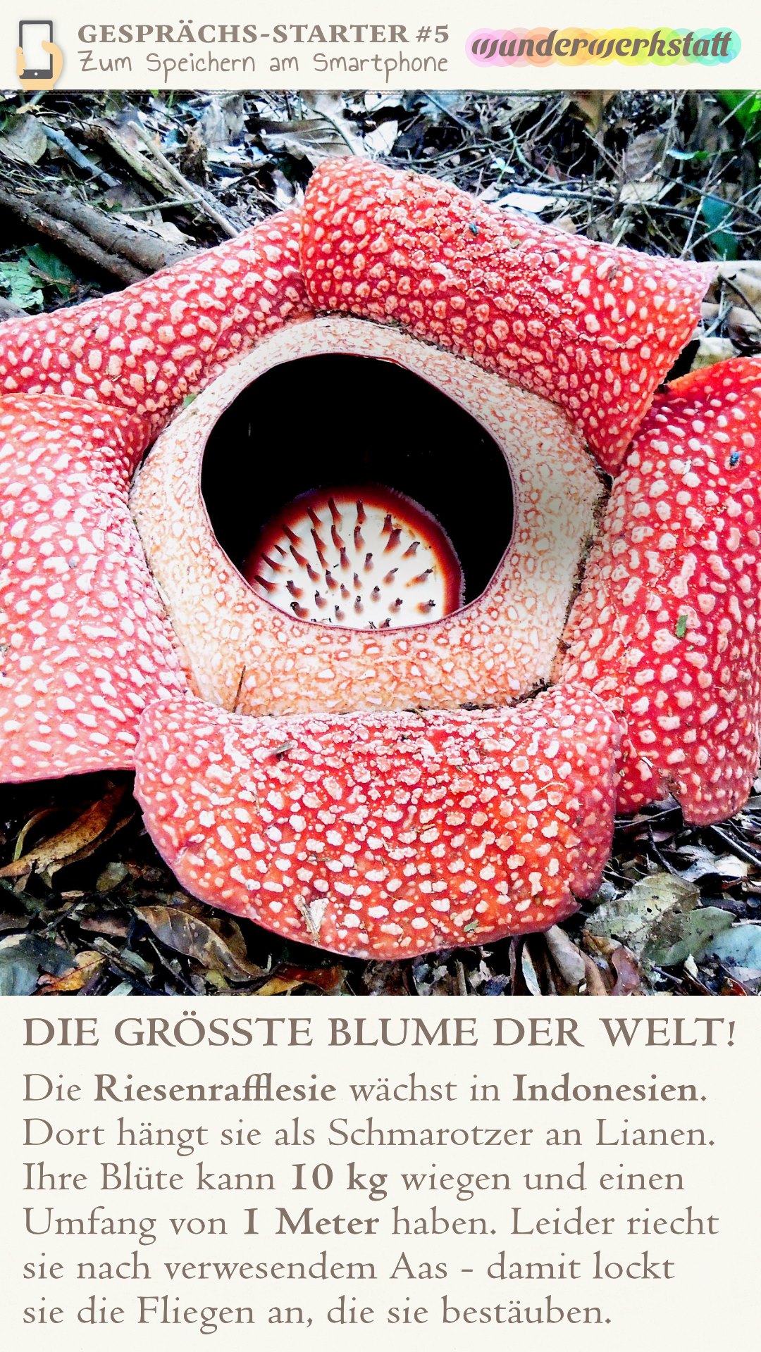 Die größte Blume der Welt