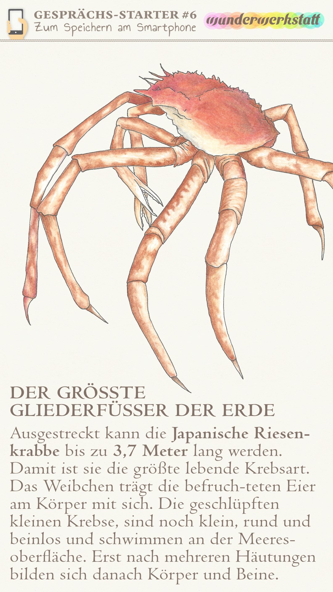 Der größte Gliederfüßer der Erde