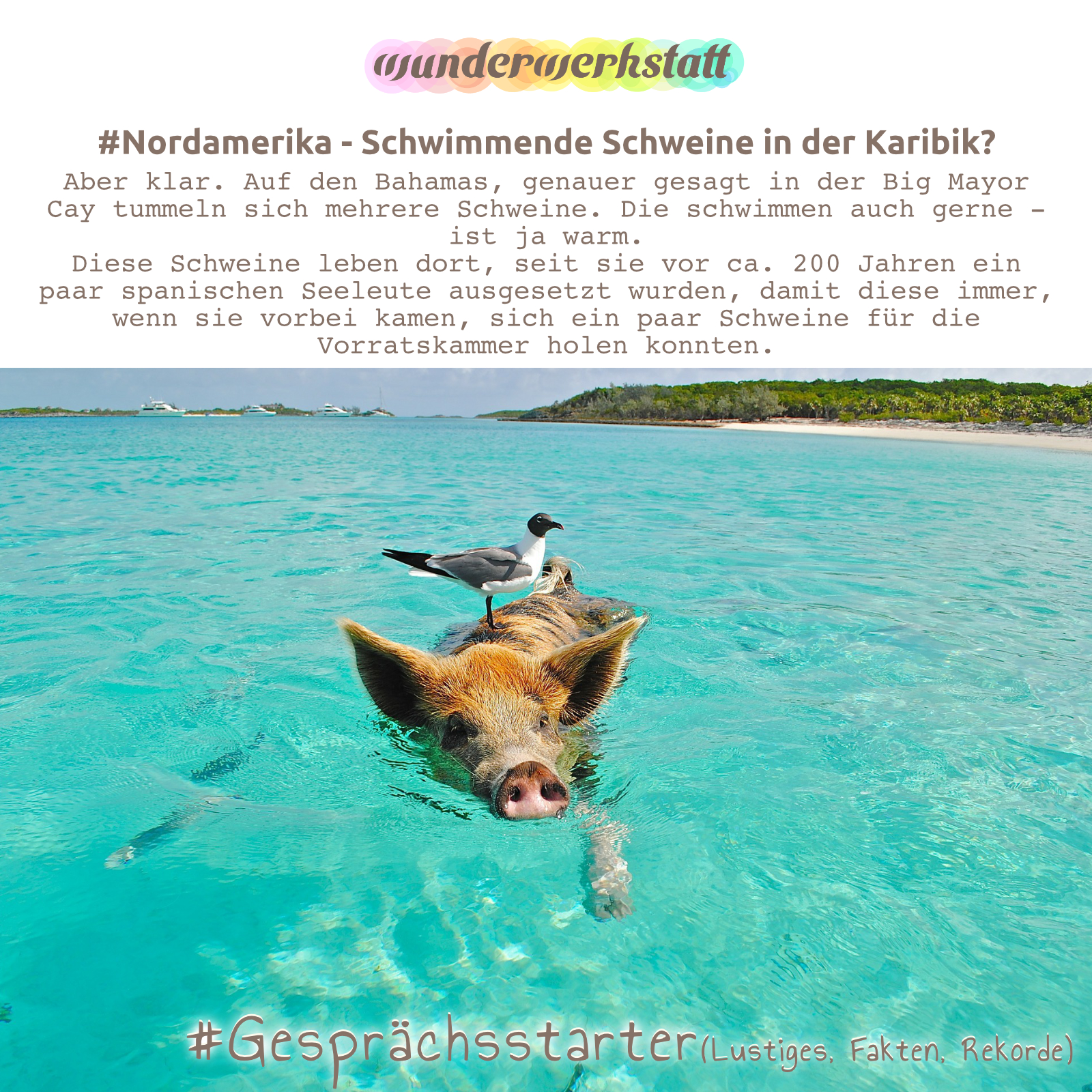 Schwimmende Schweine